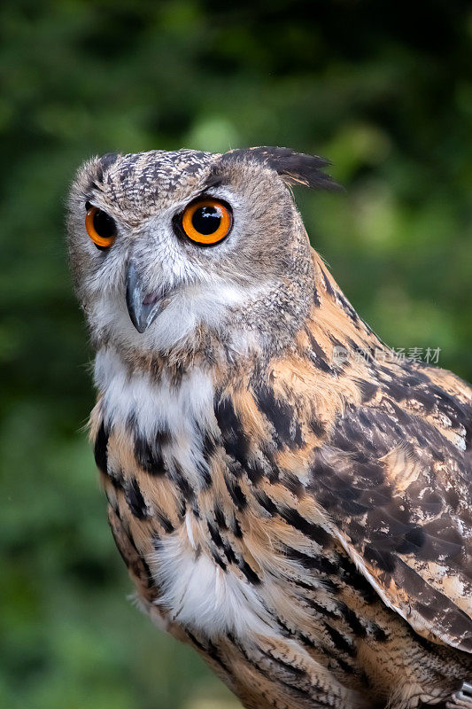 欧亚鹰鸮(Bubo Bubo)近照